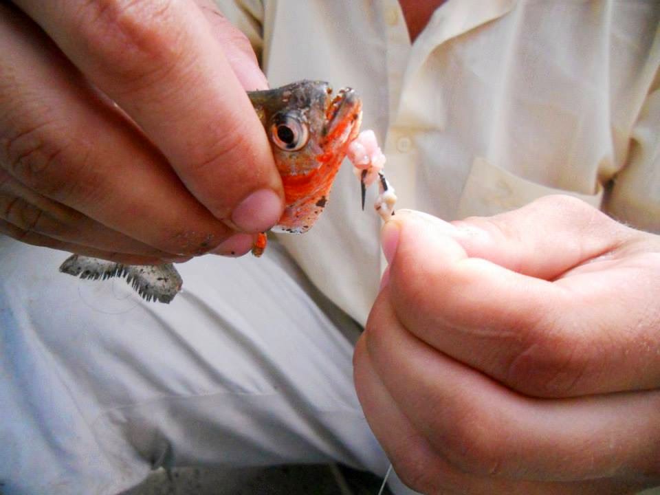 acf90-936639_10152105935600619_1174050711_n